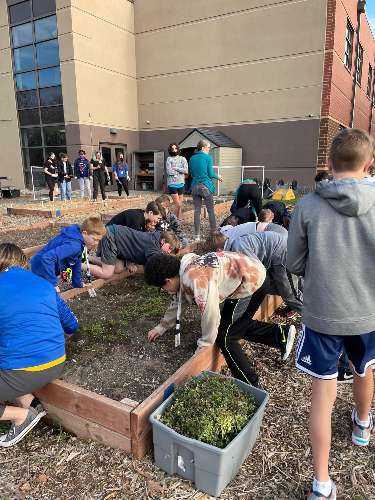 The Carriel Junior High Garden, students working in gardens on school grounds.